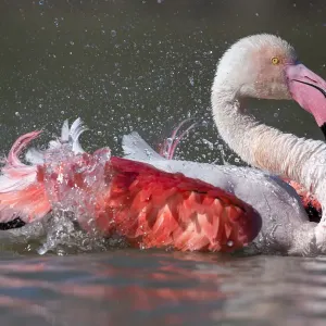 Famiglia dei fenicotteri (Phoenicopterus roseus) che si bagna in Camargue, Francia, maggio. Famiglia dei fenicotteri (Phoenicopterus roseus) che si bagna in Camargue, Francia, maggio.