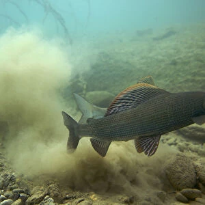 European grayling (Thymallus thymallus) just after spawning, male in front, Lake of Thun