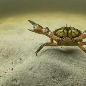European green crab (Carcinus maenas), an invasive species in North America, Kejimkujik