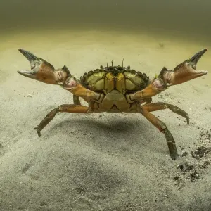European Green Crab Print