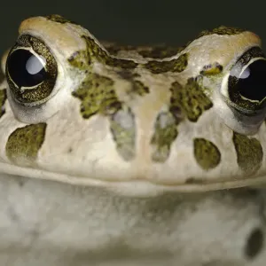 European Green Toad Head Print European Green Toad Head Print