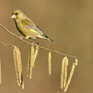 European greenfinch (Chloris chloris chloris) on branch with Hazel catkins (Corylus)