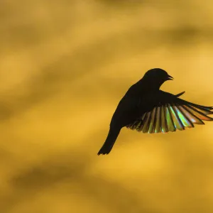 European Greenfinch (Chloris chloris) flying at dawn