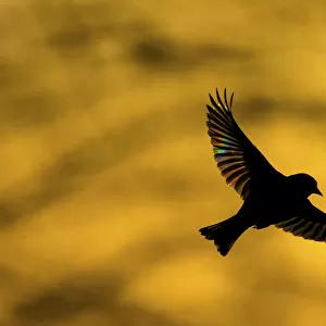 European Greenfinch (Chloris chloris) flying at dawn