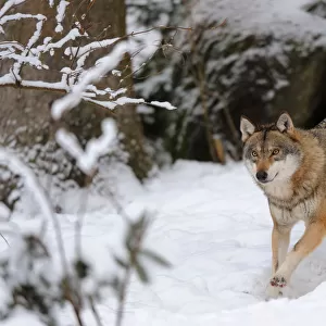 European grey wolf (Canis lupus) running in snow captive. Bayerischerwald National Park