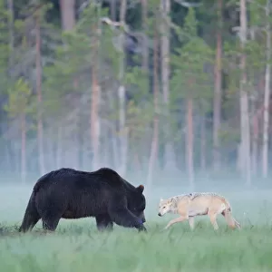 European grey wolf (Canis lupus) interacting with a European brown bear (Ursus arctos) Kuhmo