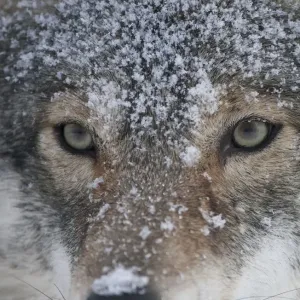 European grey wolf (Canis lupus) face portrait in snow, Tromso, Norway, captive, April European grey wolf (Canis lupus) face portrait in snow, Tromso, Norway, captive, April