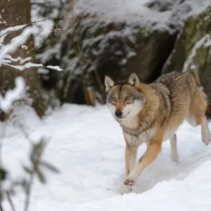 European Grey Wolf Print in Snow European Grey Wolf Print in Snow