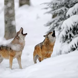Two European grey wolves (Canis lupus) howling in winter landscape, captive