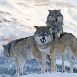 Three European grey wolves (Canis lupus), captive, Norway, February Three European grey wolves (Canis lupus), captive, Norway, February
