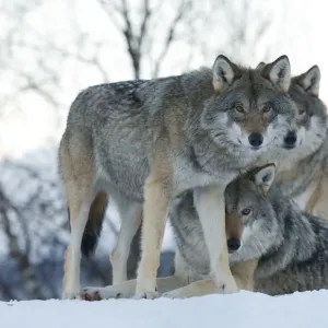 Two European grey wolves Print, captive Norway February Two European grey wolves Print, captive Norway February