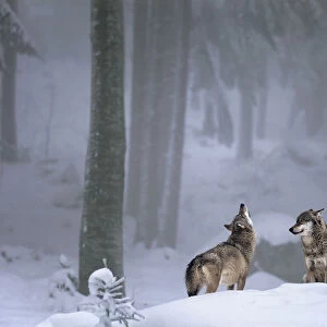 Two European Grey wolves (Canis lupus) one howling, in snow, captive, Bayerisch National Park