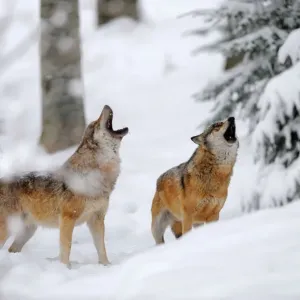 European Grey Wolves Print, Bayerischerwald National Park, Germany European Grey Wolves Print, Bayerischerwald National Park, Germany