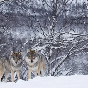 Two European grey wolves (Canis lupus) in woodland, captive, Norway, February Two European grey wolves (Canis lupus) in woodland, captive, Norway, February