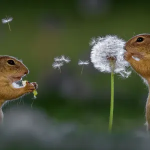 European Ground Squirrel Print, Dandelion Feeding Image European Ground Squirrel Print, Dandelion Feeding Image