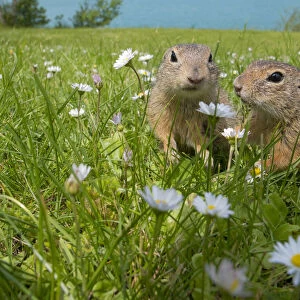 European ground squirrels / Sousliks (Spermophilus citellus) in grass with daisies