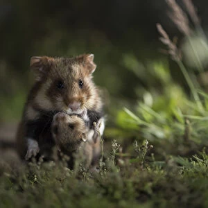 European hamster (Cricetus cricetus), mother carrying baby in grass, captive