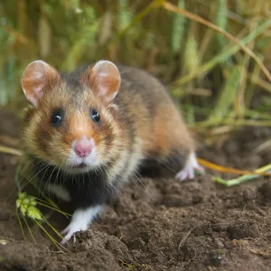 European hamster (Cricetus cricetus) in a ripe wheat field, Limburg, The Netherlands