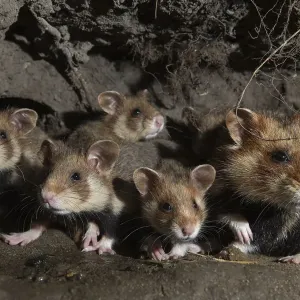 European hamster (Cricetus cricetus) female and juveniles in burrow, captive