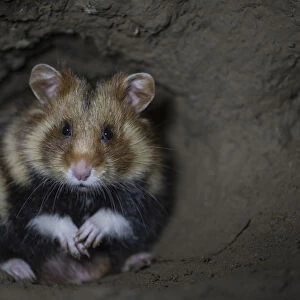 European hamster (Cricetus cricetus) male, in underground burrow, captive
