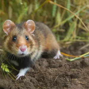 European Hamster Print, a photograph of a hamster in wheat European Hamster Print, a photograph of a hamster in wheat