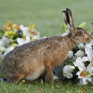 European hare (Lepus europaeus), smelling flowers in a graveyard, Landican Cemetery