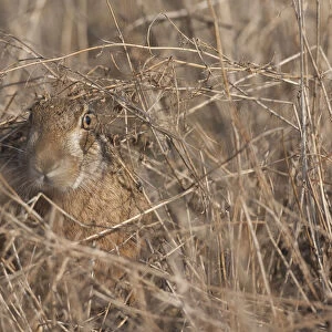 European hare (Lepus europaeus) camouflaged in field, Slovakia
