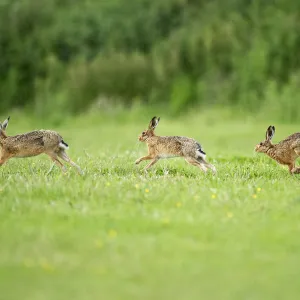 Three European Hare (Lepus europaeus) chasing, a courtship behaviour. Wales, UK, June