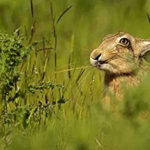 European Hare (Lepus europaeus) feeding on grass. Wales, UK, May
