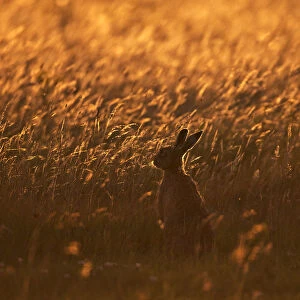 European Hare (Lepus europaeus) in field grasses with dusk light. Wales, UK, August