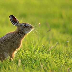 European Hare (Lepus europaeus) leveret in field. UK, Wales, June