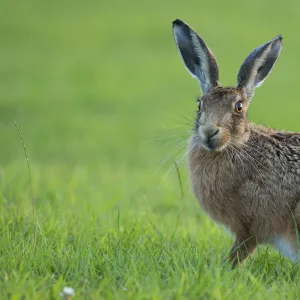 European Hare (Lepus europaeus) portrait. Wales, UK, August