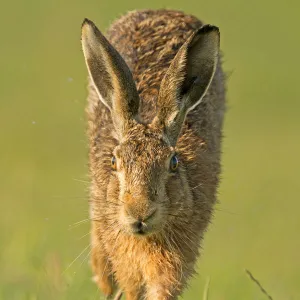 European Hare (Lepus europaeus) running. Wales, UK, July