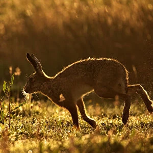 European Hare (Lepus europaeus) silhouetted at dawn