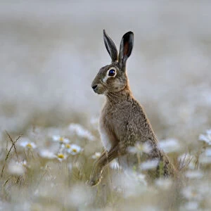 European hare (Lepus europaeus) standing up in field of Ox-eye daisies (Leucanthemum vulgare)