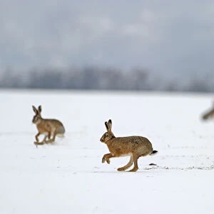 European hares (Lepus europaeus) running on snow covered arable field, Norfolk, England