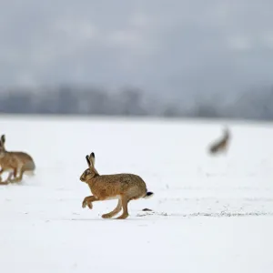 European hares (Lepus europaeus) running on snow covered arable field, Norfolk, England