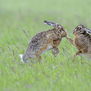 European Hares (Lepus europaeus) boxing, female on right
