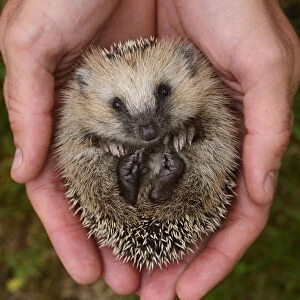 European hedgehog (Erinaceus europaeus) hand reared orphan held in human hands, Jarfalla, Sweden