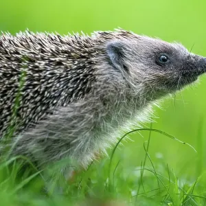 European Hedgehog Print, Lucerne Switzerland European Hedgehog Print, Lucerne Switzerland