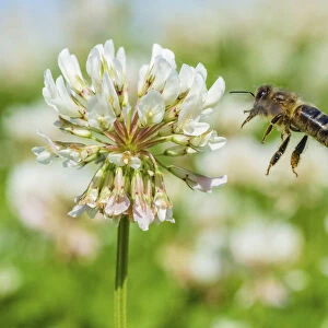 European honey bee (Apis mellifera) flying to White clover (Trifolium repens) flowers