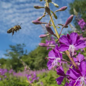 European honey bee (Apis mellifera) flying to feed on Rosebay willowherb (Chamerion