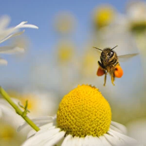 European Honey Bee (Apis mellifera) with pollen sacs flying towards a Scentless mayweed
