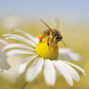 European Honey Bee (Apis mellifera) collecting pollen and nectar from Scentless Mayweed