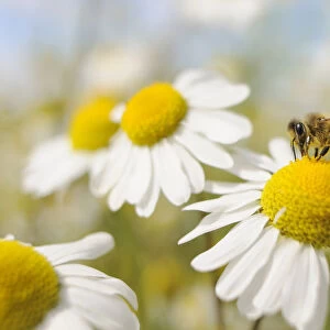European Honey Bee (Apis mellifera) collecting pollen and nectar from Scentless Mayweed