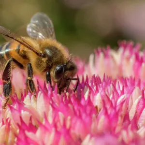 European honey bee (Apis mellifera) feeding on ice plant flowers (Sedum spectabile)