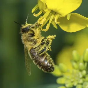 European honey bee (Apis mellifera) feeding on Oilseed rape / Rapeseed (Brassica napus) flowers European honey bee (Apis mellifera) feeding on Oilseed rape / Rapeseed (Brassica napus) flowers