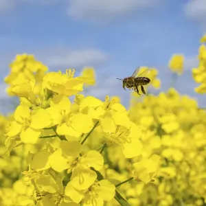 European honey bee (Apis mellifera) flying to Oilseed rape / Rapeseed (Brassica napus) flowers European honey bee (Apis mellifera) flying to Oilseed rape / Rapeseed (Brassica napus) flowers