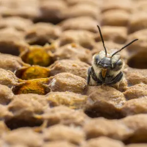 European honey bee (Apis mellifera) newly emerged female worker pushes out of brood cell European honey bee (Apis mellifera) newly emerged female worker pushes out of brood cell