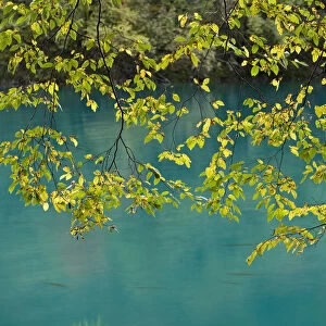 European Hop-Hornbeam (Ostrya carpinifolia) leaves above turquoise water, Lower Lakes